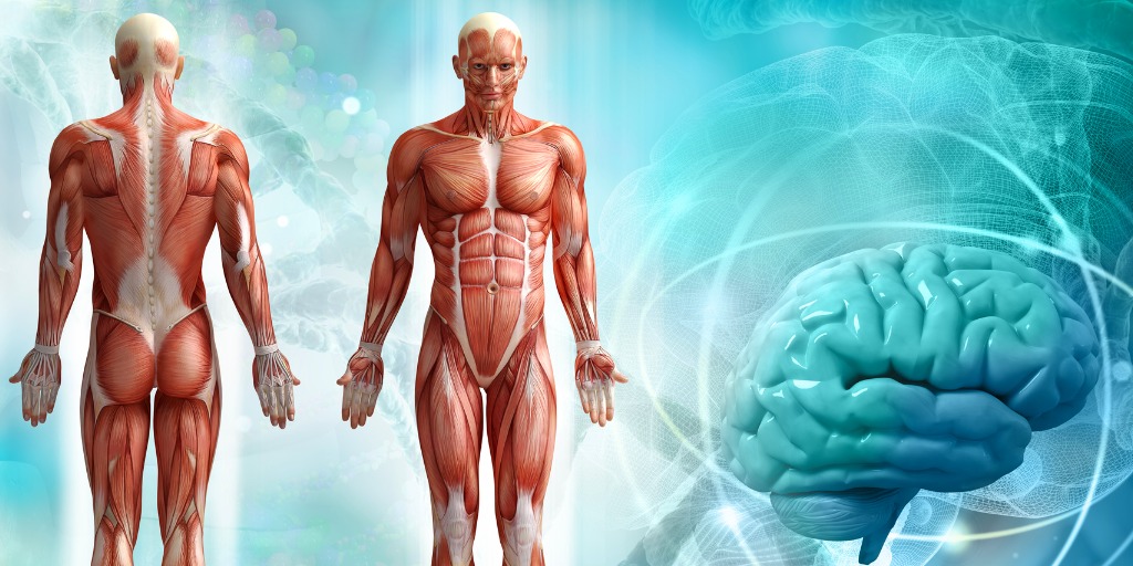 Yoga Alliance, 25 Hour Online Yoga Anatomy & Physiology