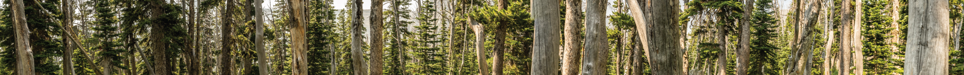 Explorers Pass page header
