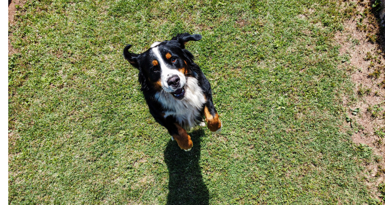 Bernese Mountain Dog Jumping Up