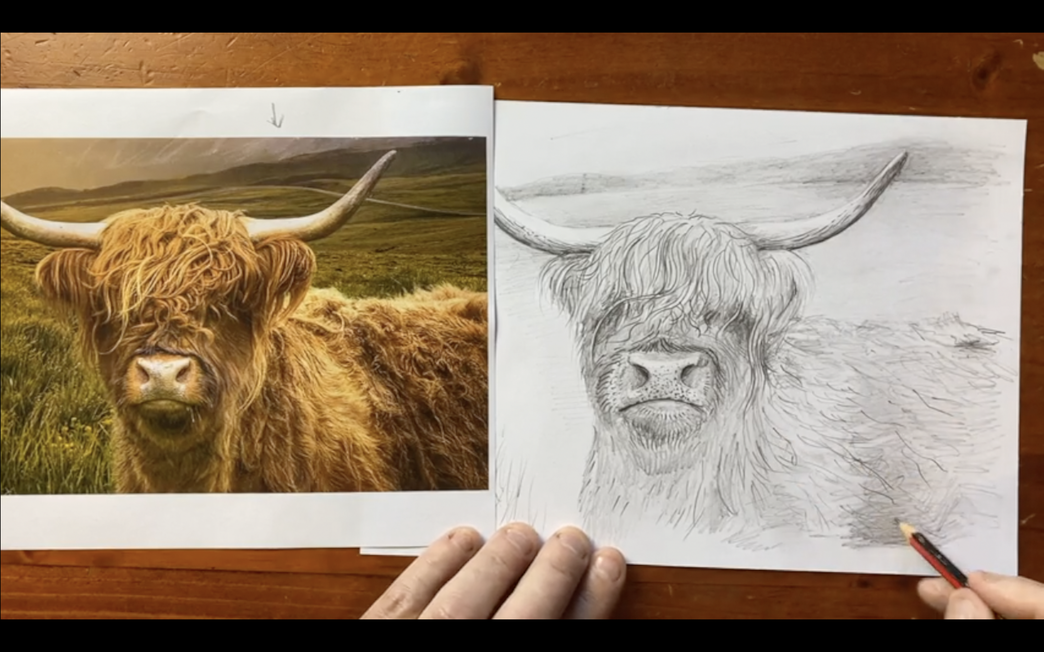 cattle draw something