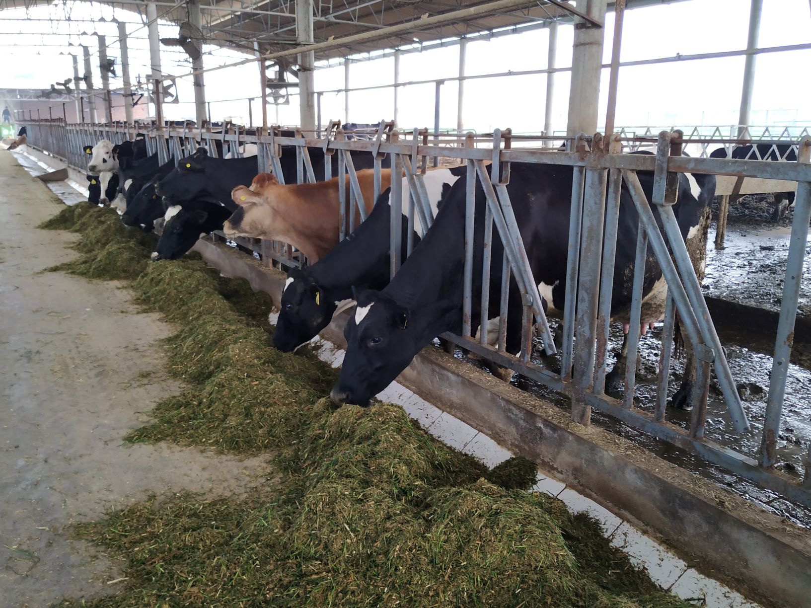 mistakes to avoid in Dairy farming 