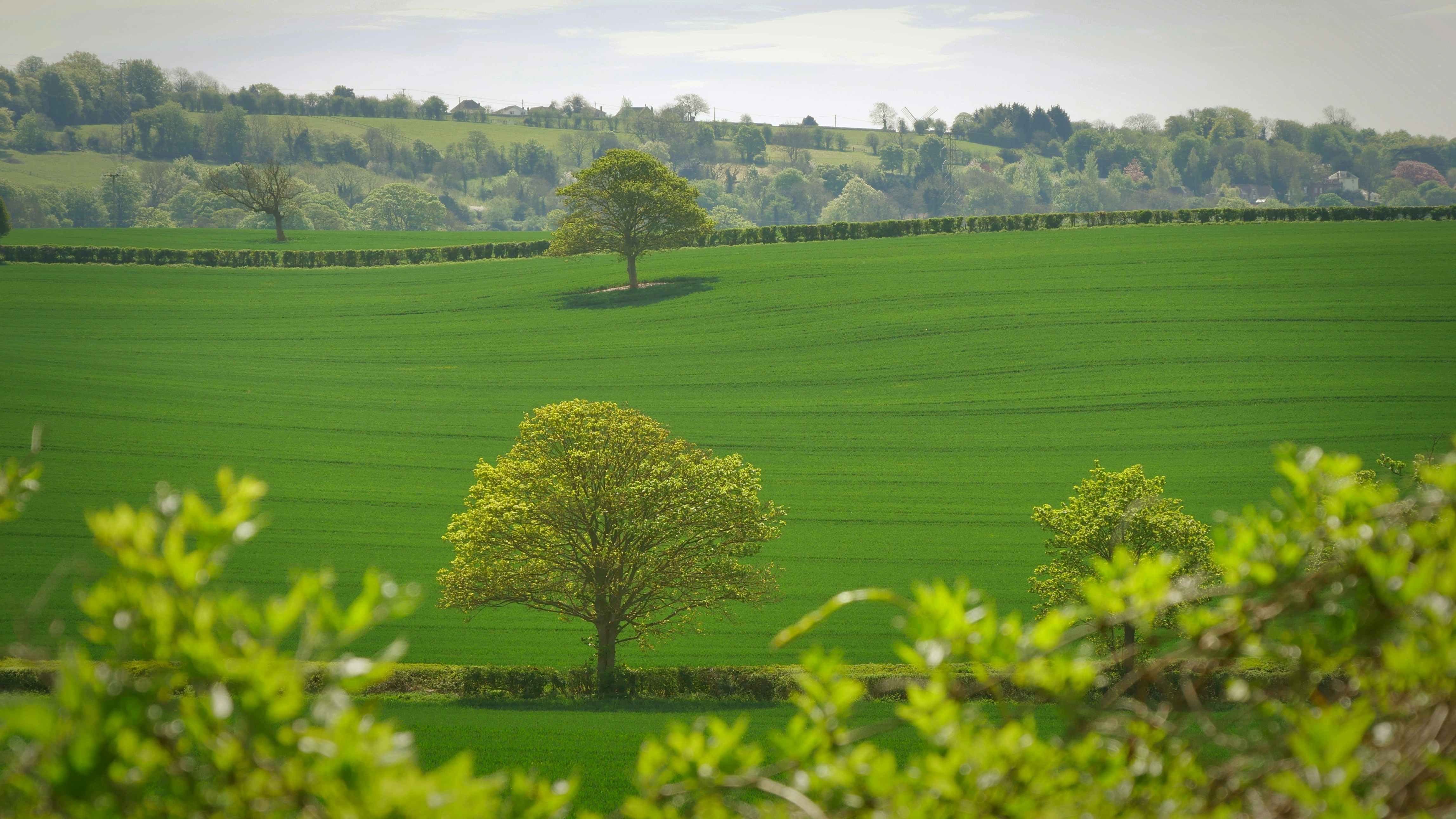 trees in green farmland