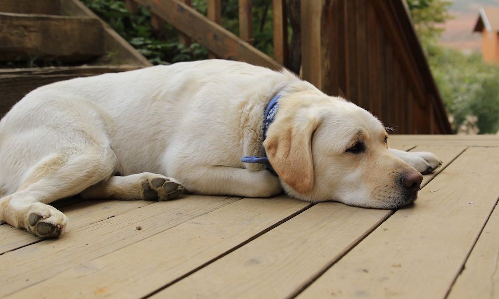 Relaxing on the deck