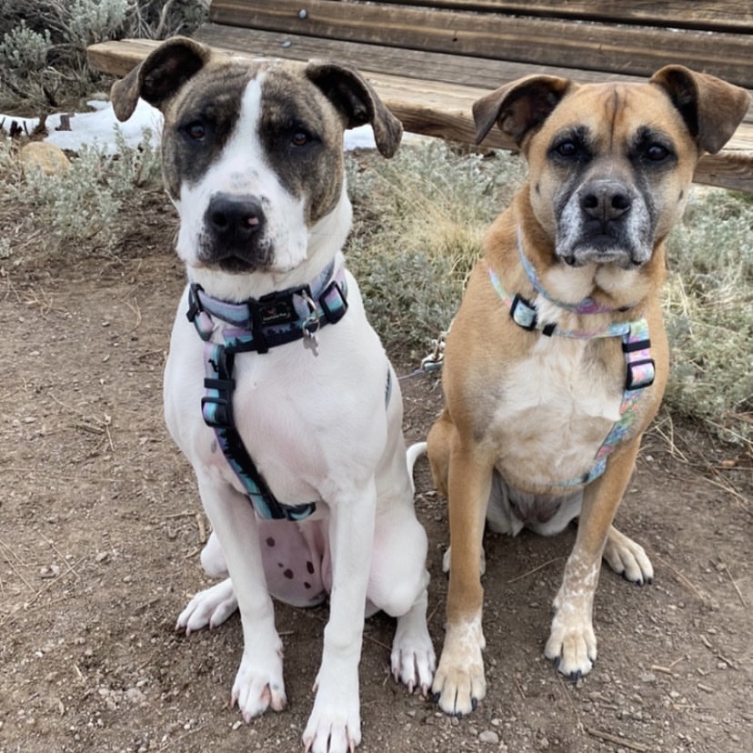 a photo of two large breed dogs wearing y shaped dog harnesses and looking at the camera