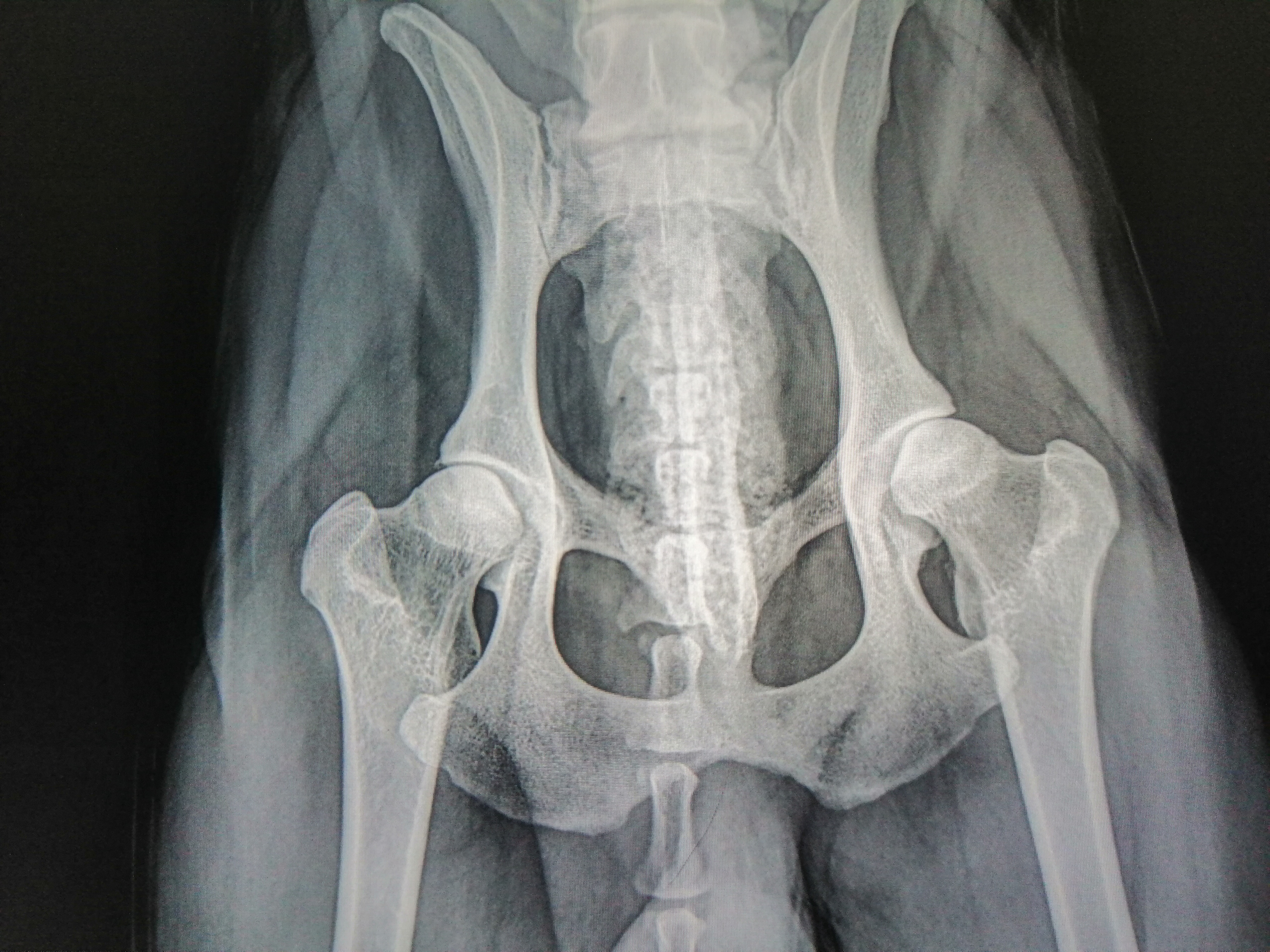 dog x-ray radiograph hips hip dysplasia arthritis osteoarthritis DJD degenerative joint diseases