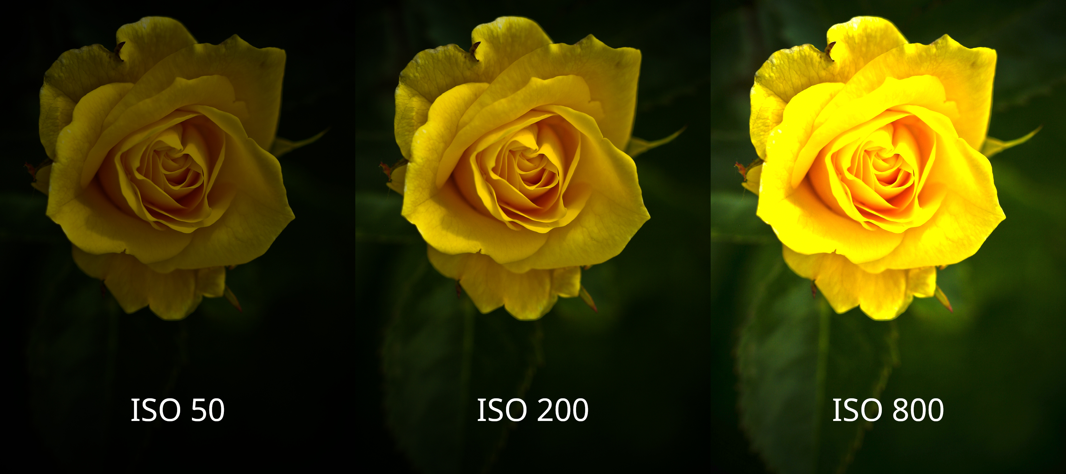 Exemples de différentes valeurs ISO pour une photographie de fleur