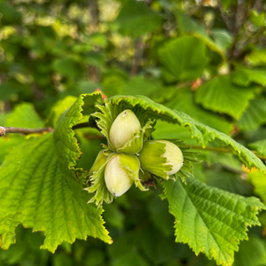 Myth and Magic of The Trees of Ireland-Hazel