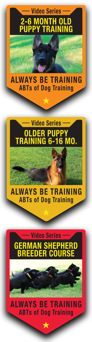 6 month best sale puppy training