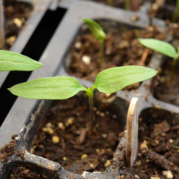 tomato seedling