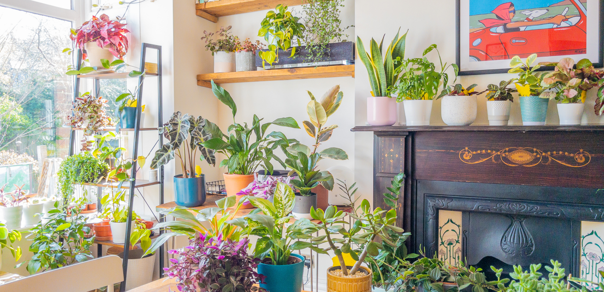 Houseplants in Richards home