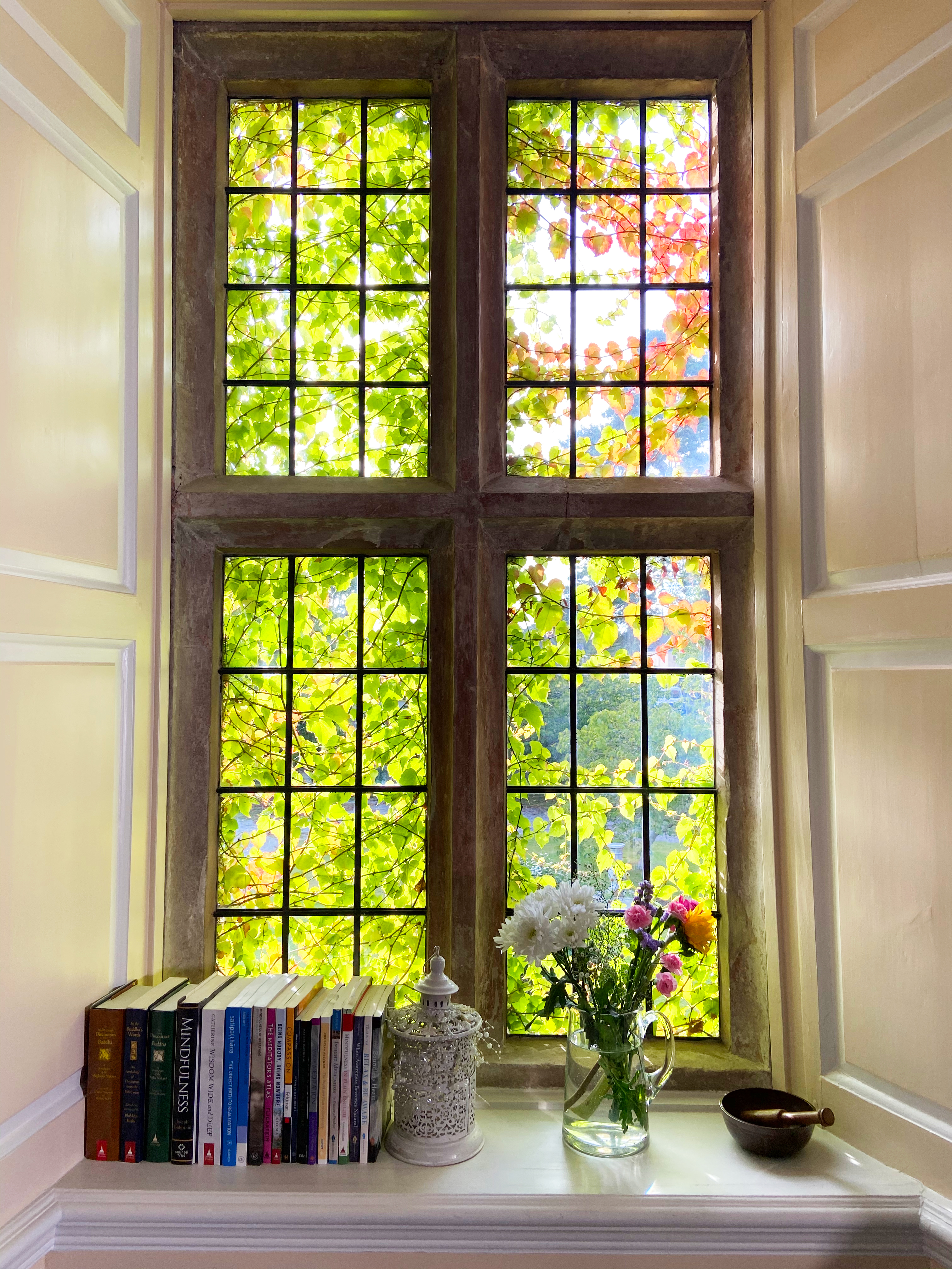 A window overgrown with ivy