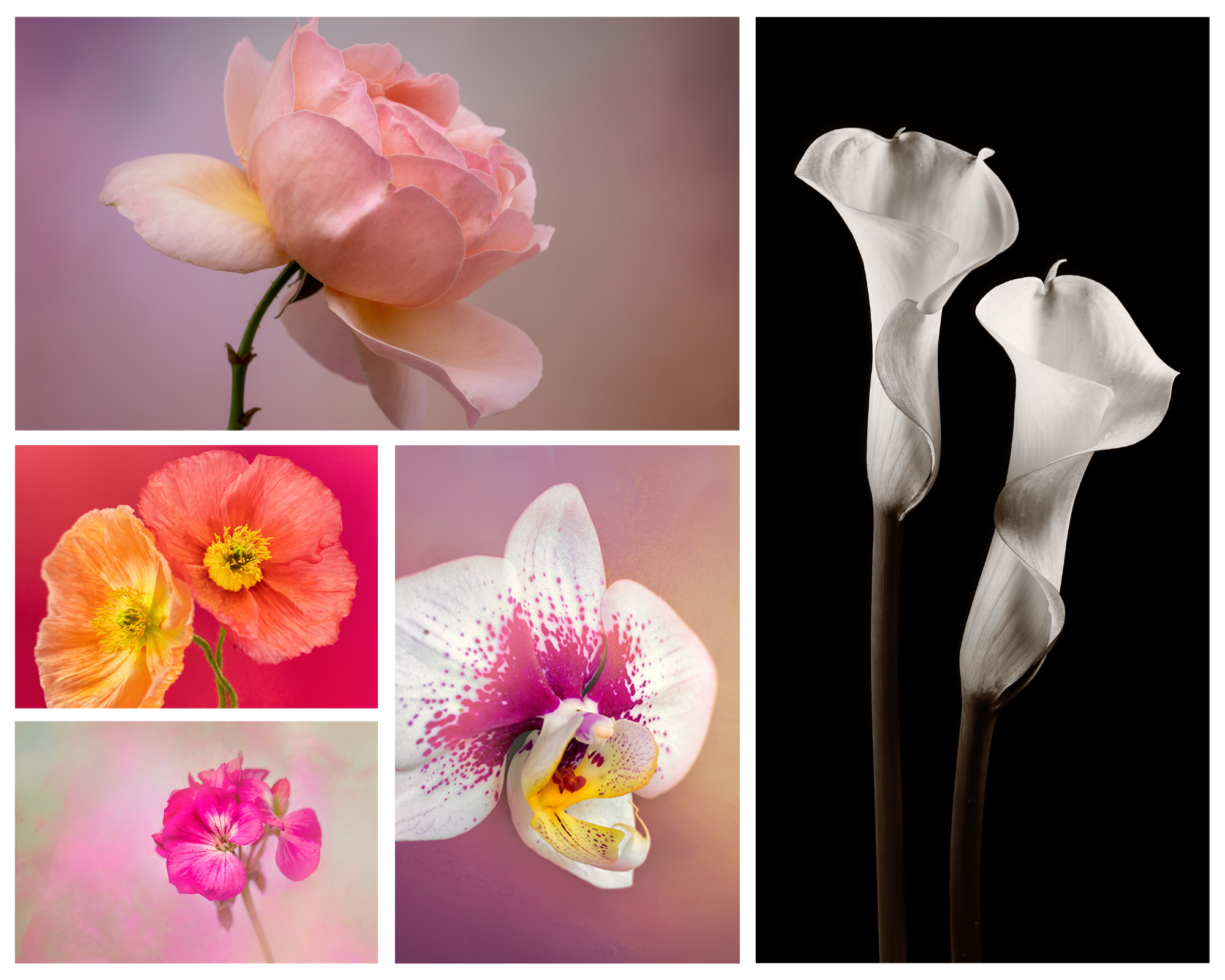 Flower Portraits In The Home Studio - Flower Photography Workshop