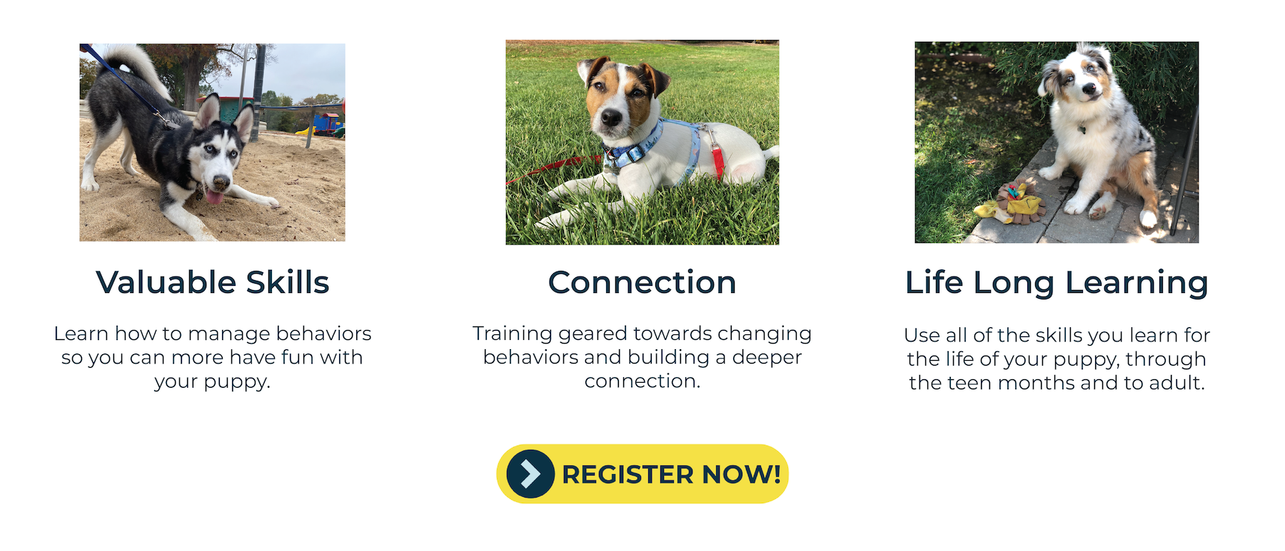 a banner for online puppy training from fearless pet