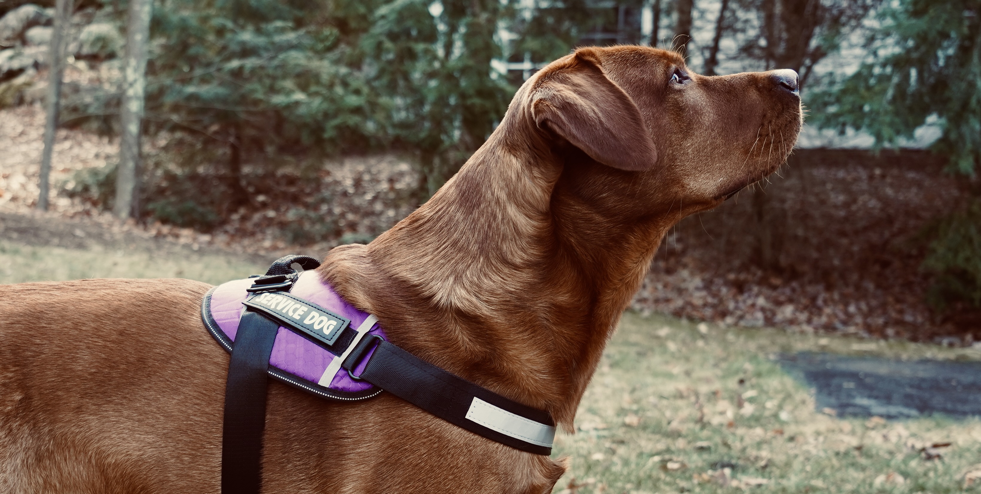 Fox Red Labrador looking up and to the right in a purple service dog vest