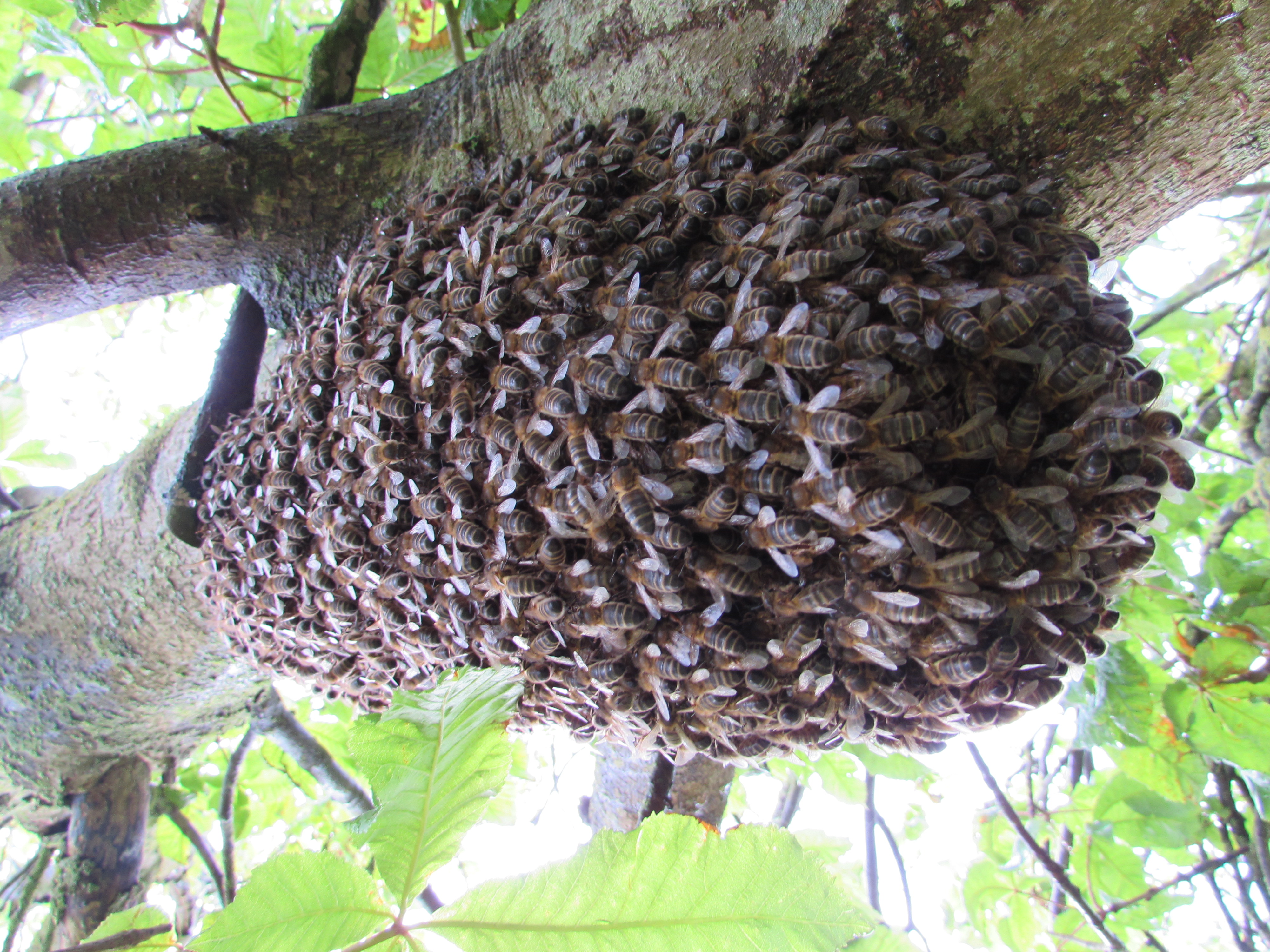 A swarm of bees