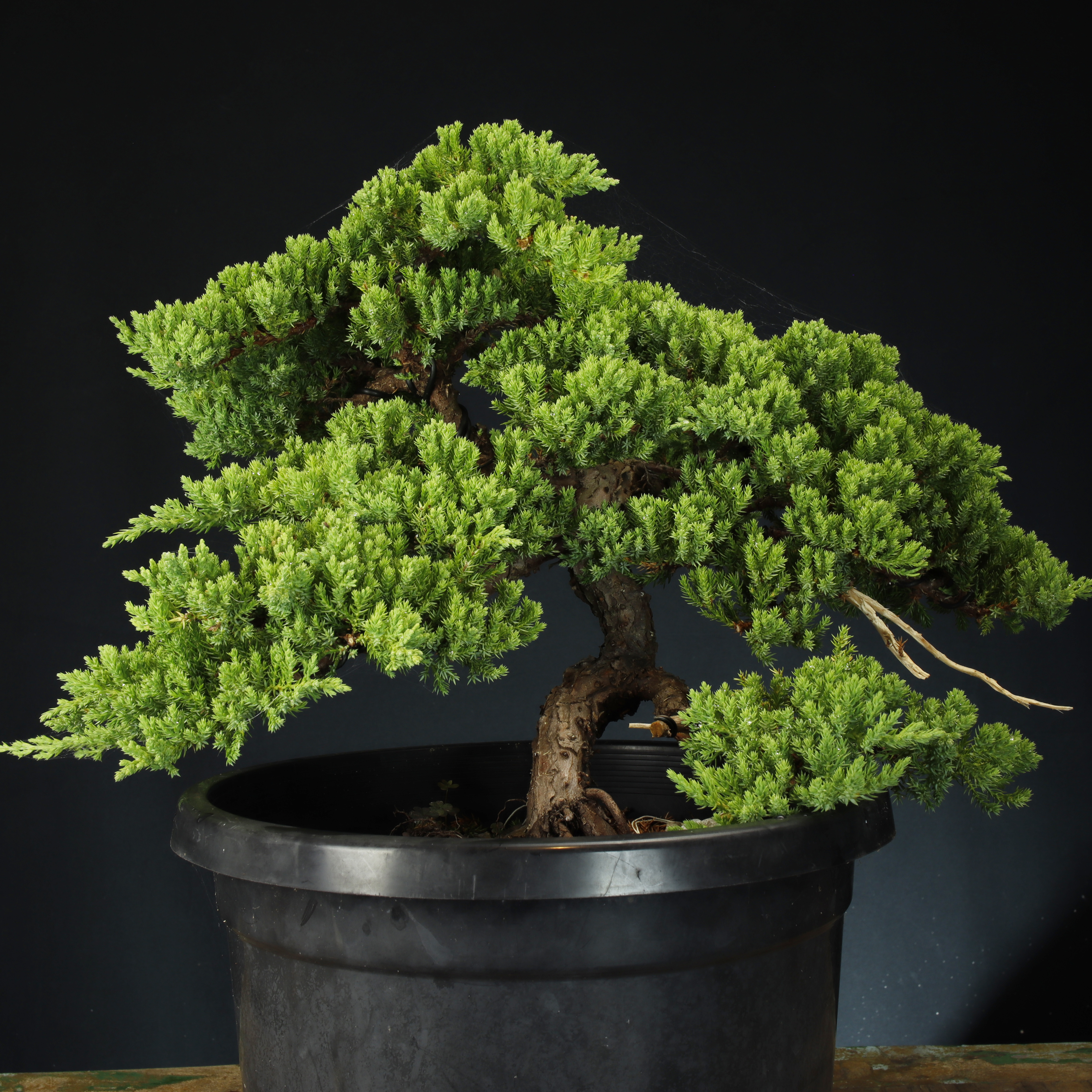 Learn Bonsai