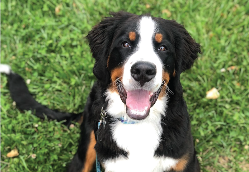 an image of a Bernese mountain dog looking at the camera