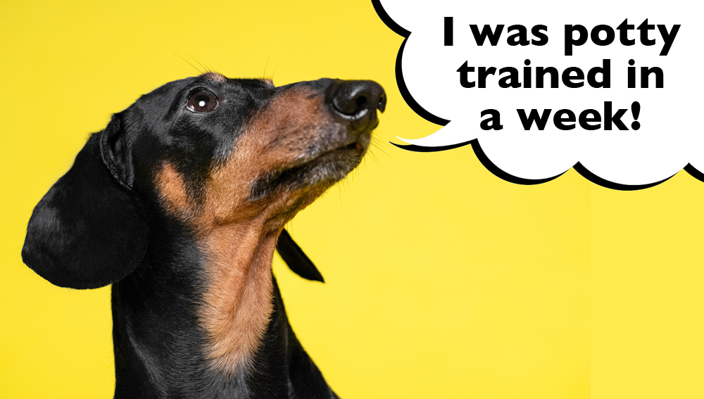 Dachshund on a yellow background with a speech bubble that says 'I was potty trained in a week'