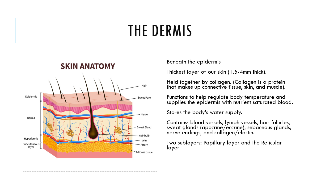 The Dermatology and Cosmetic Skin Care Course  The Elite Nurse