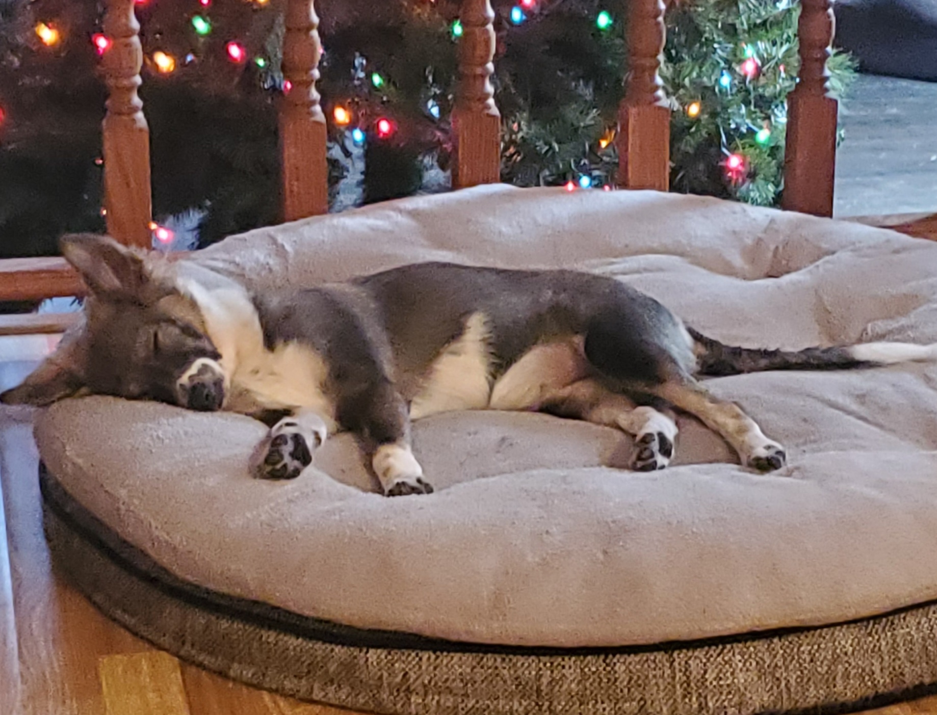 Pup on a bed.