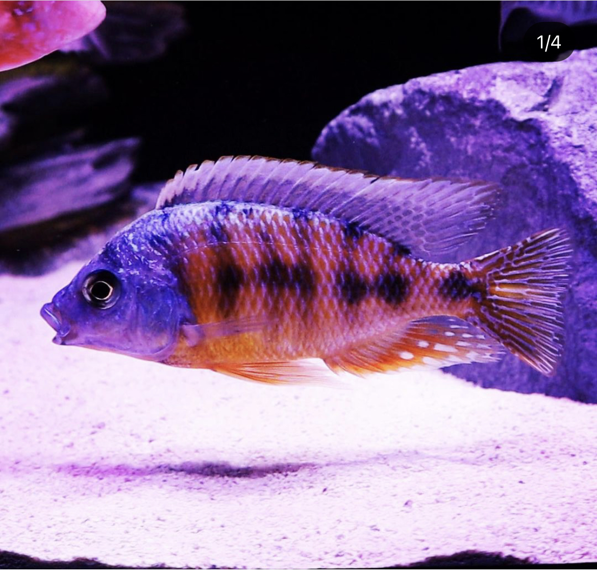 Taiwan Reef African Cichlid