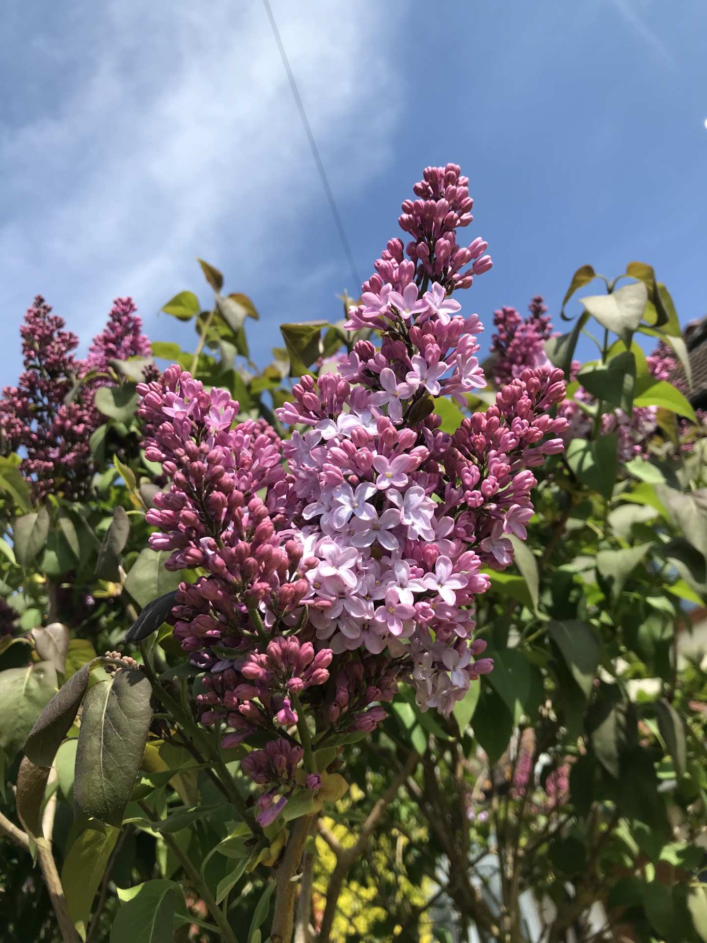 Lilac in bloom