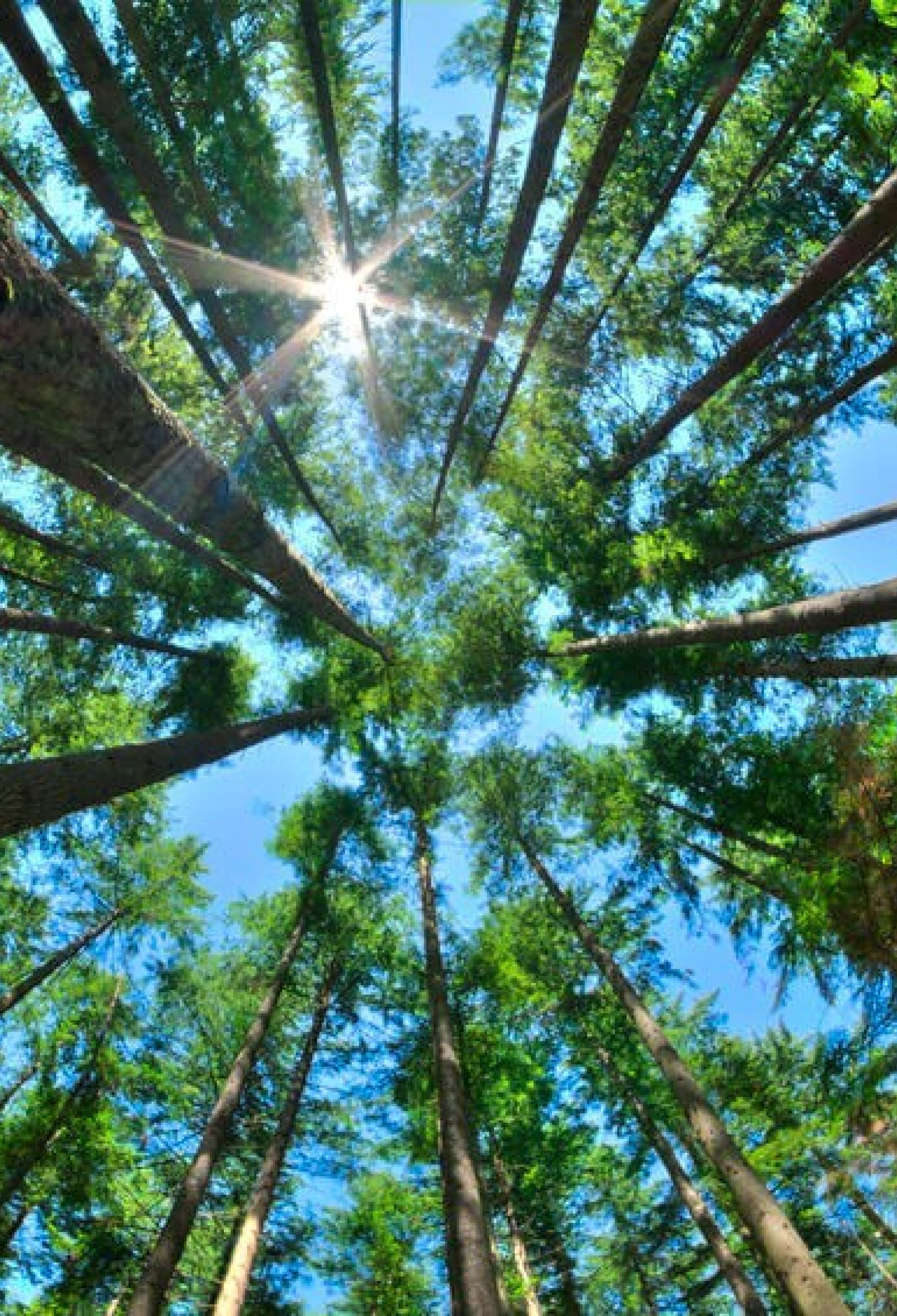 looking up at tall trees