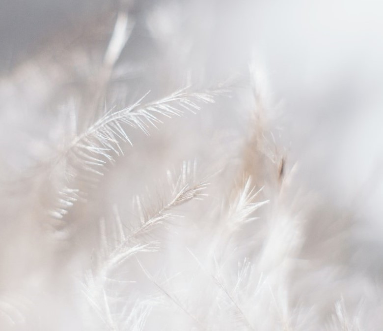 White feathers