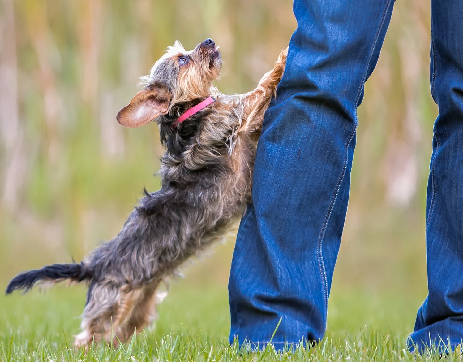 Stop The Puppy Jump ups Petschool.Academy