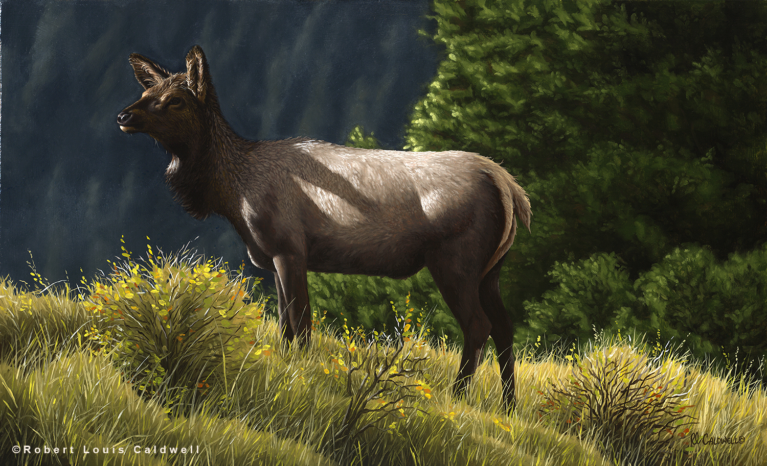 Oil painting of an elk painted by artist Robert Louis Caldwell