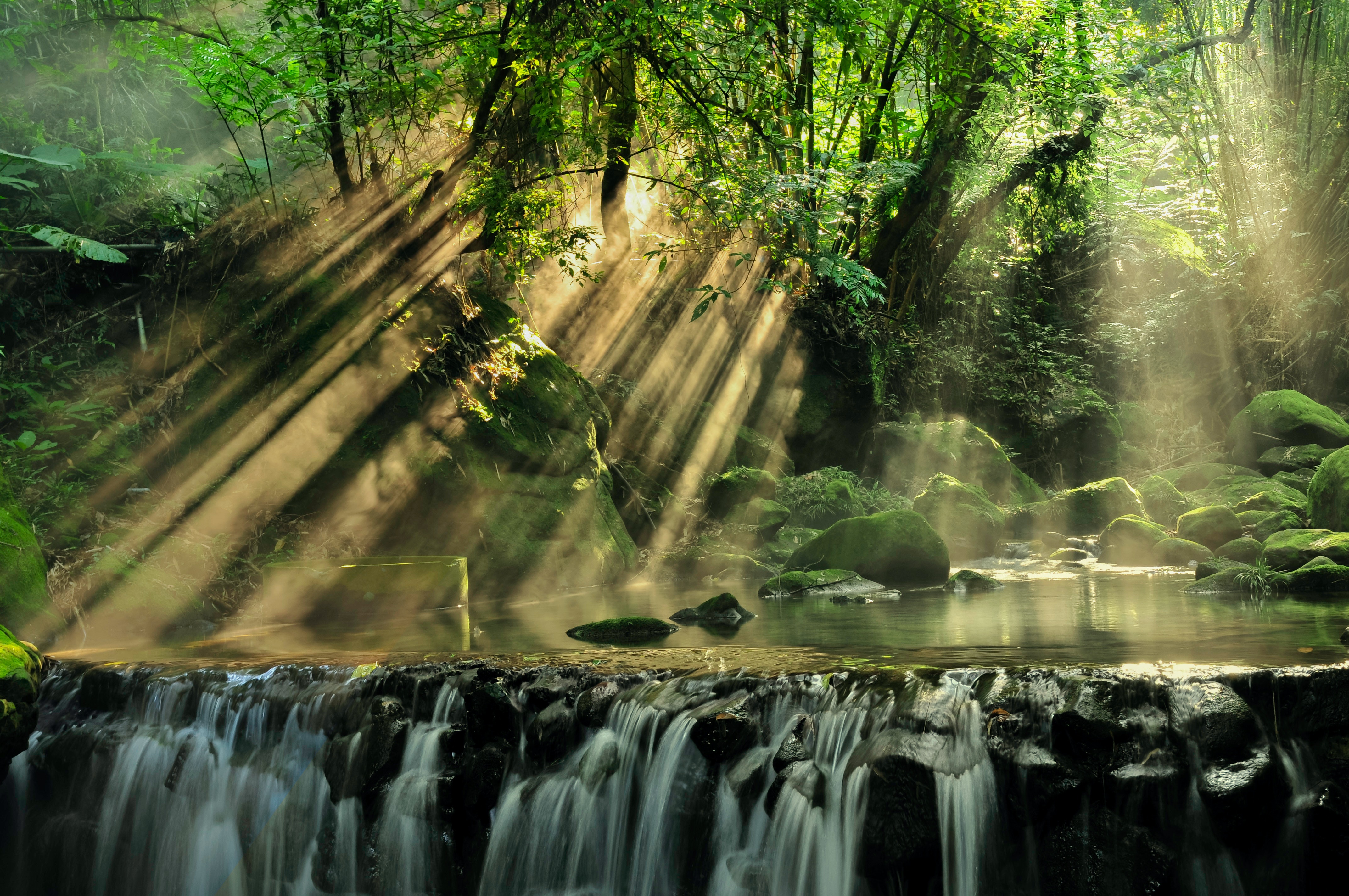 The sun shines down through the forest trees onto a creek and waterfall, just like how Psycophi can shine light into your mental health.