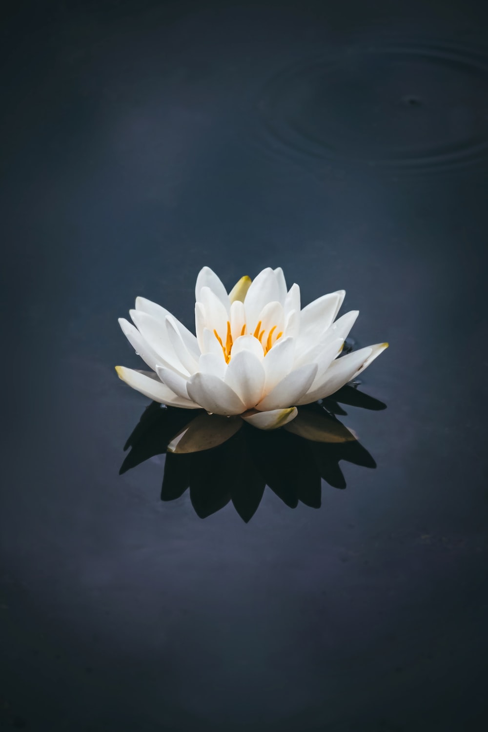 lotus flower Usui reiki