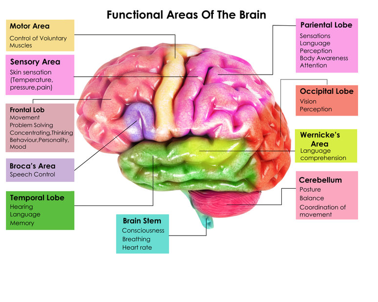 colorful image of the brain with different areas identified