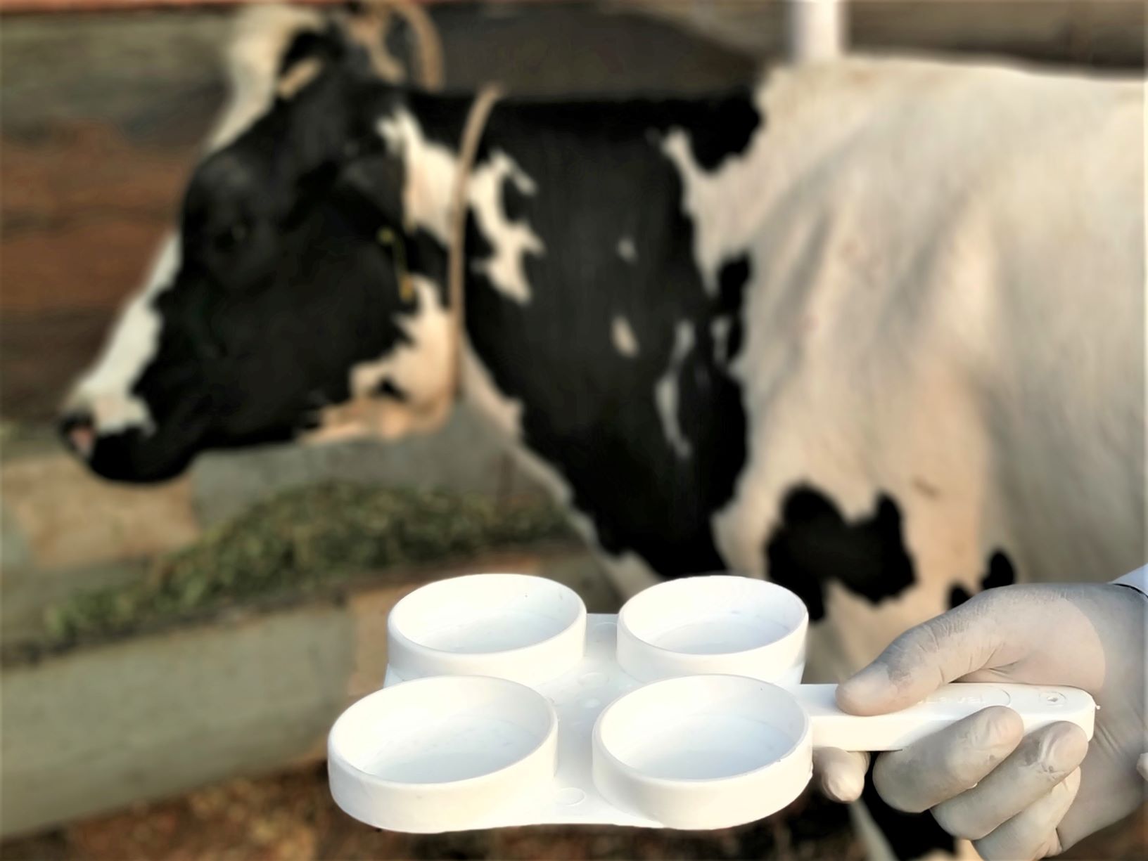 Feeding  problems in dairy farming