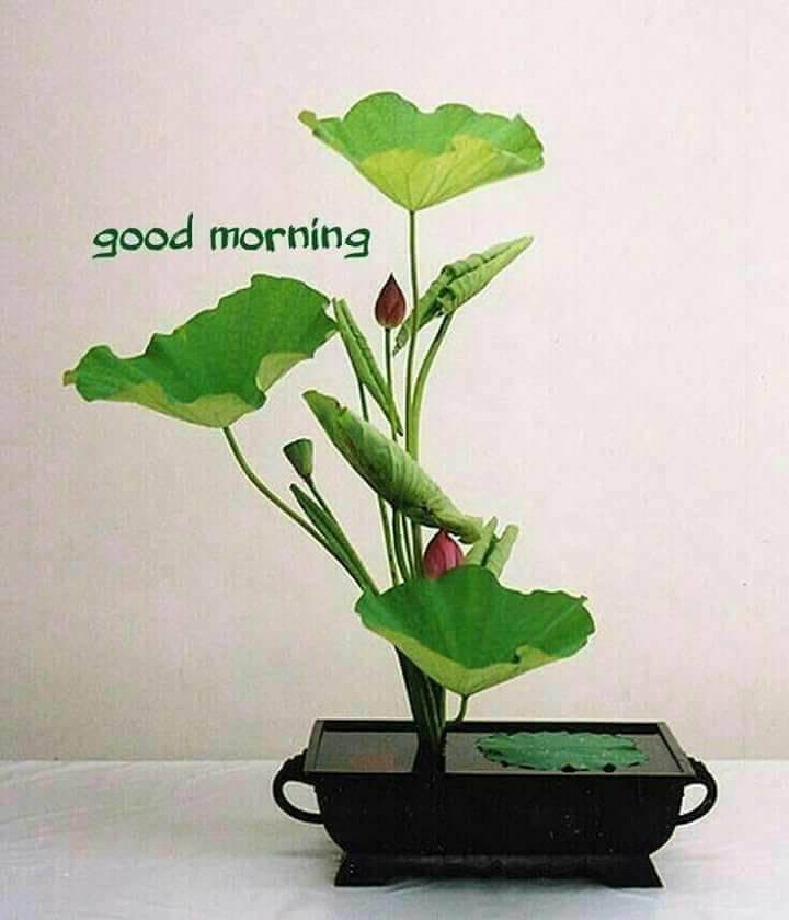 Good morning plant