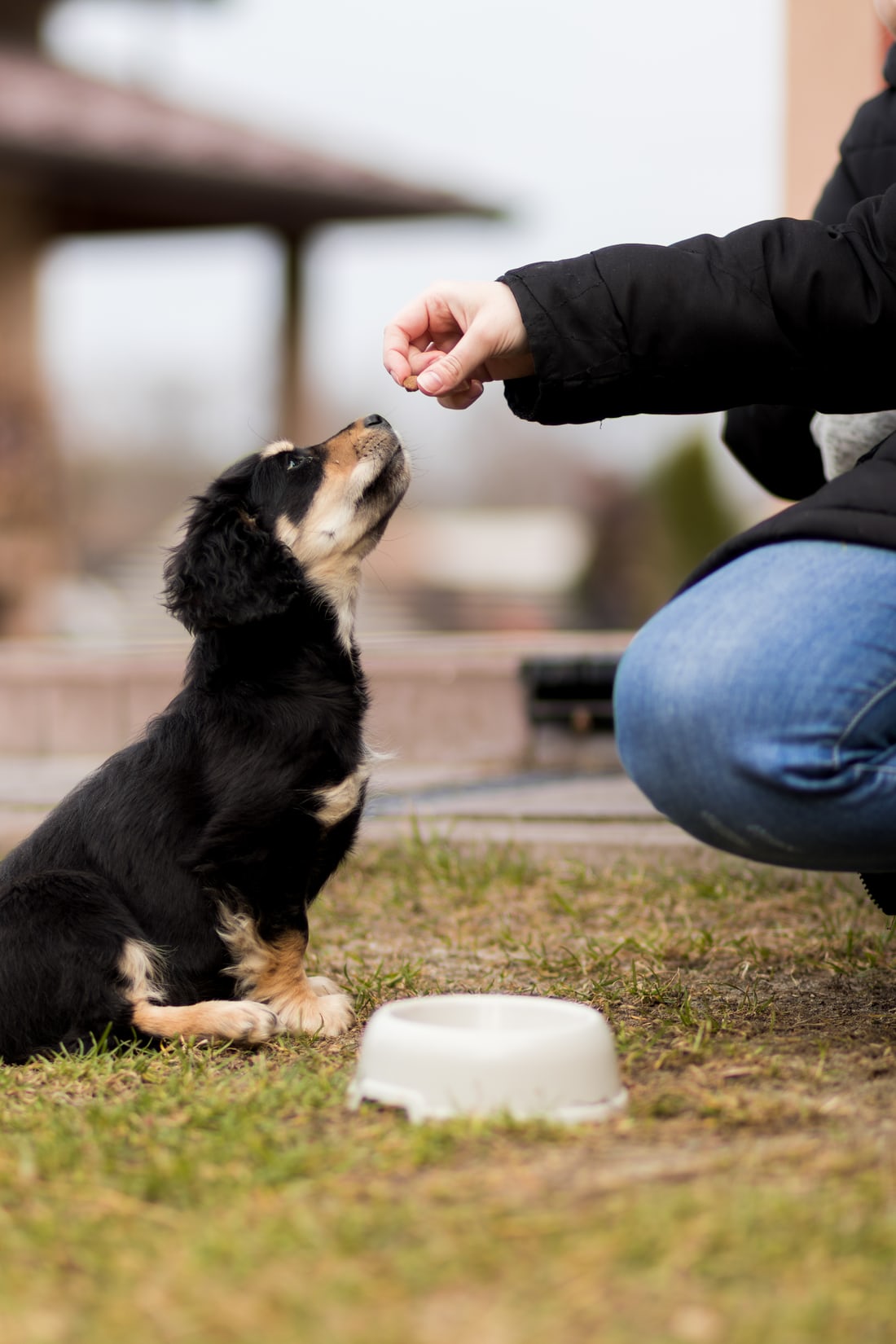Step by Step Puppy Training