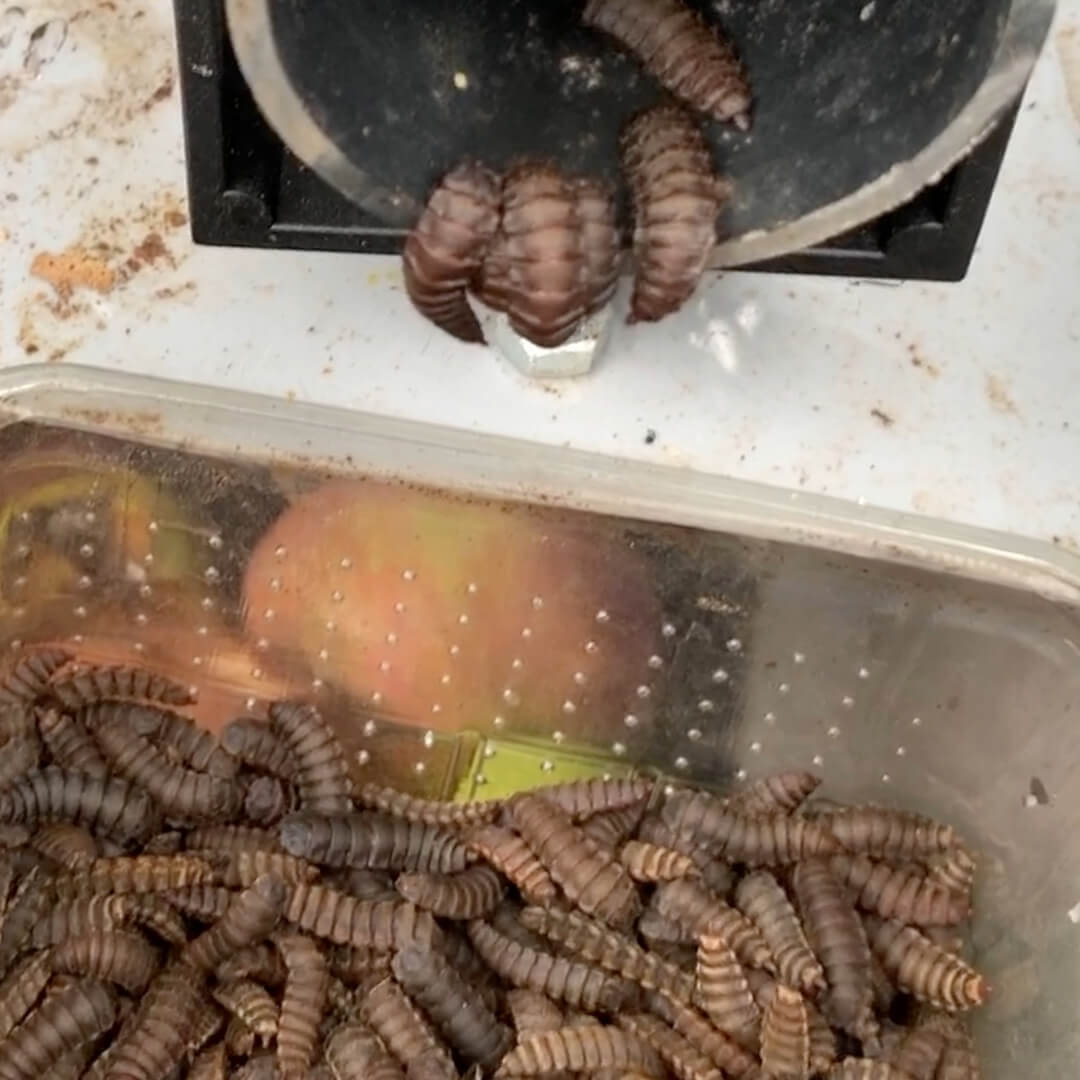 Self-Harvesting BSF larvae in the composting bin