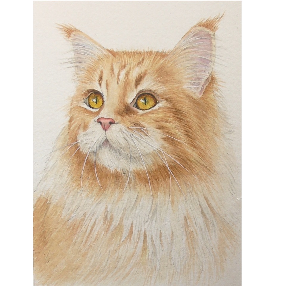 siamese cat in watercolor by rebecca rhodes