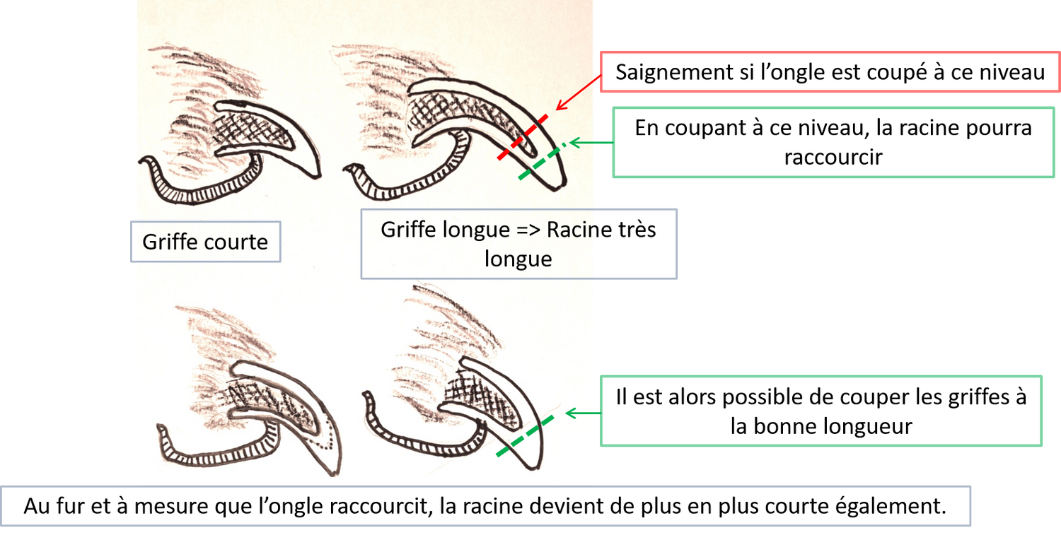 Les Griffes Le Coin Du Veto Canissimo En Ligne