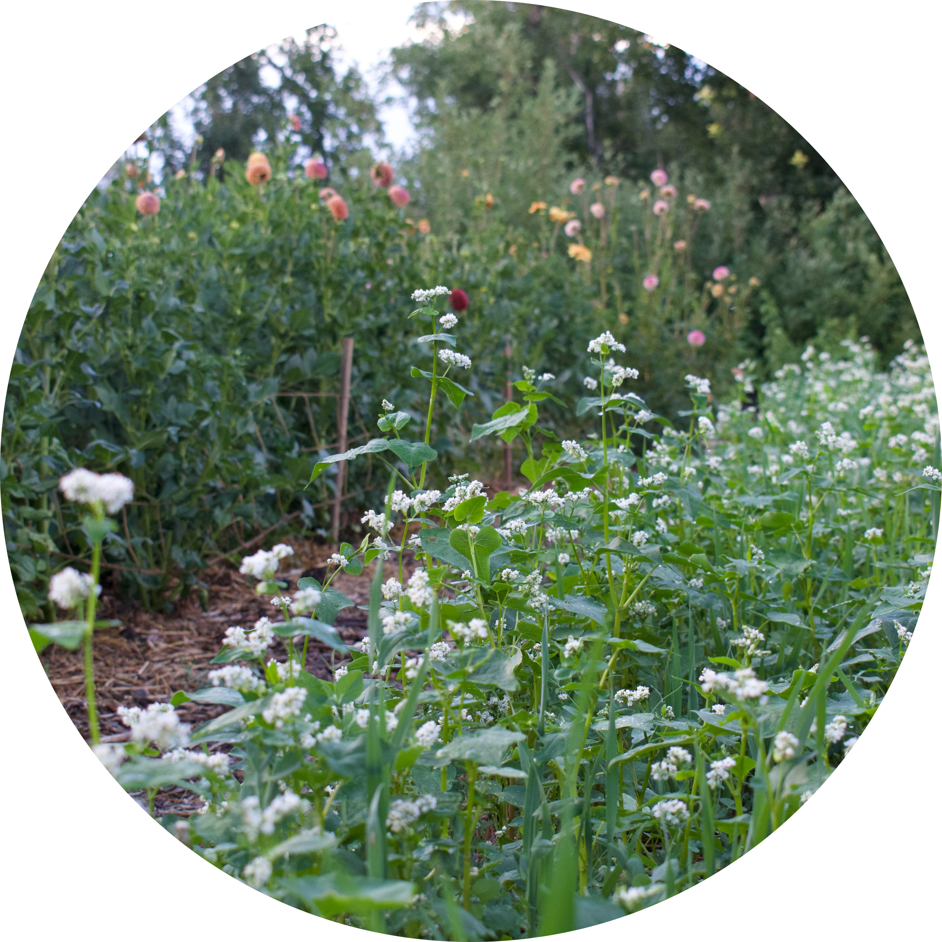 timing cover crops with buckwheat flowering