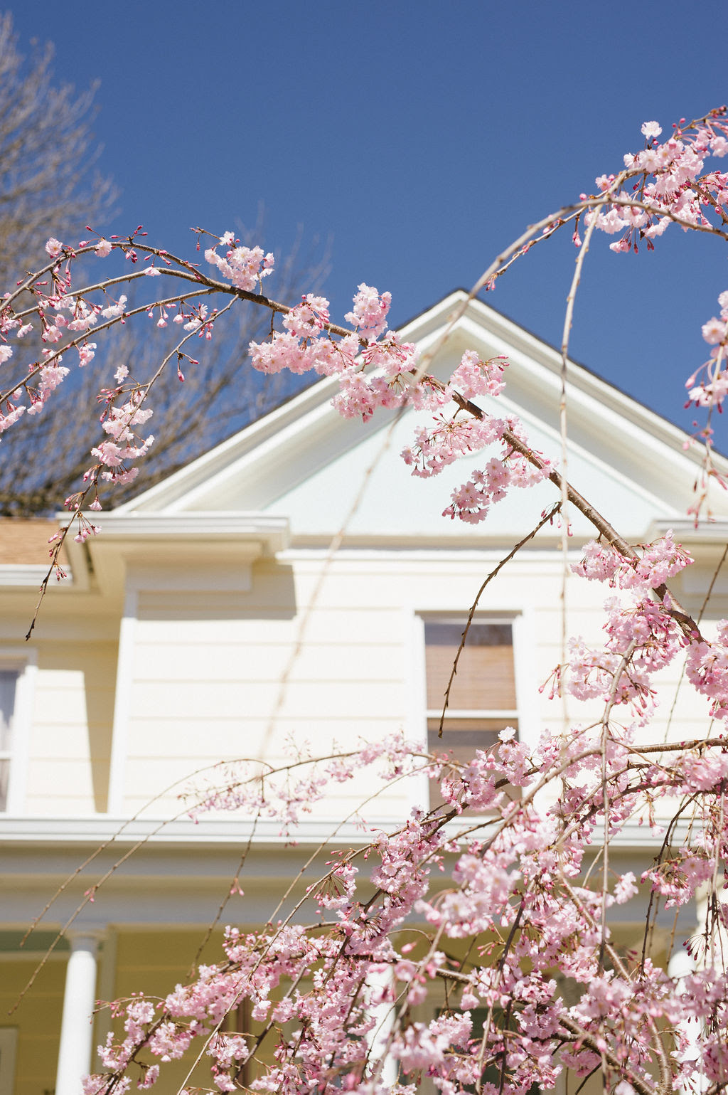 Cherry blossoms