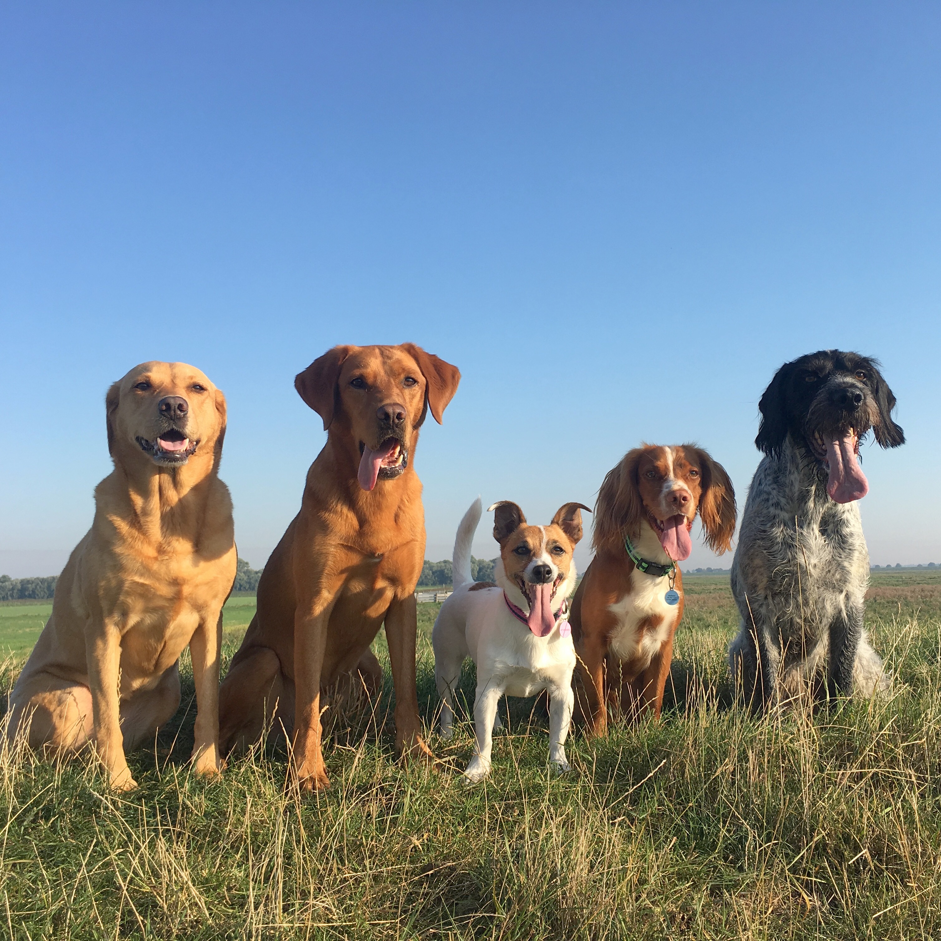 five dogs smiling at the camera
