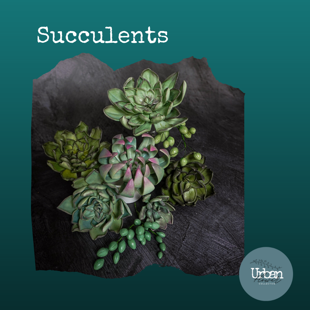 Succulents