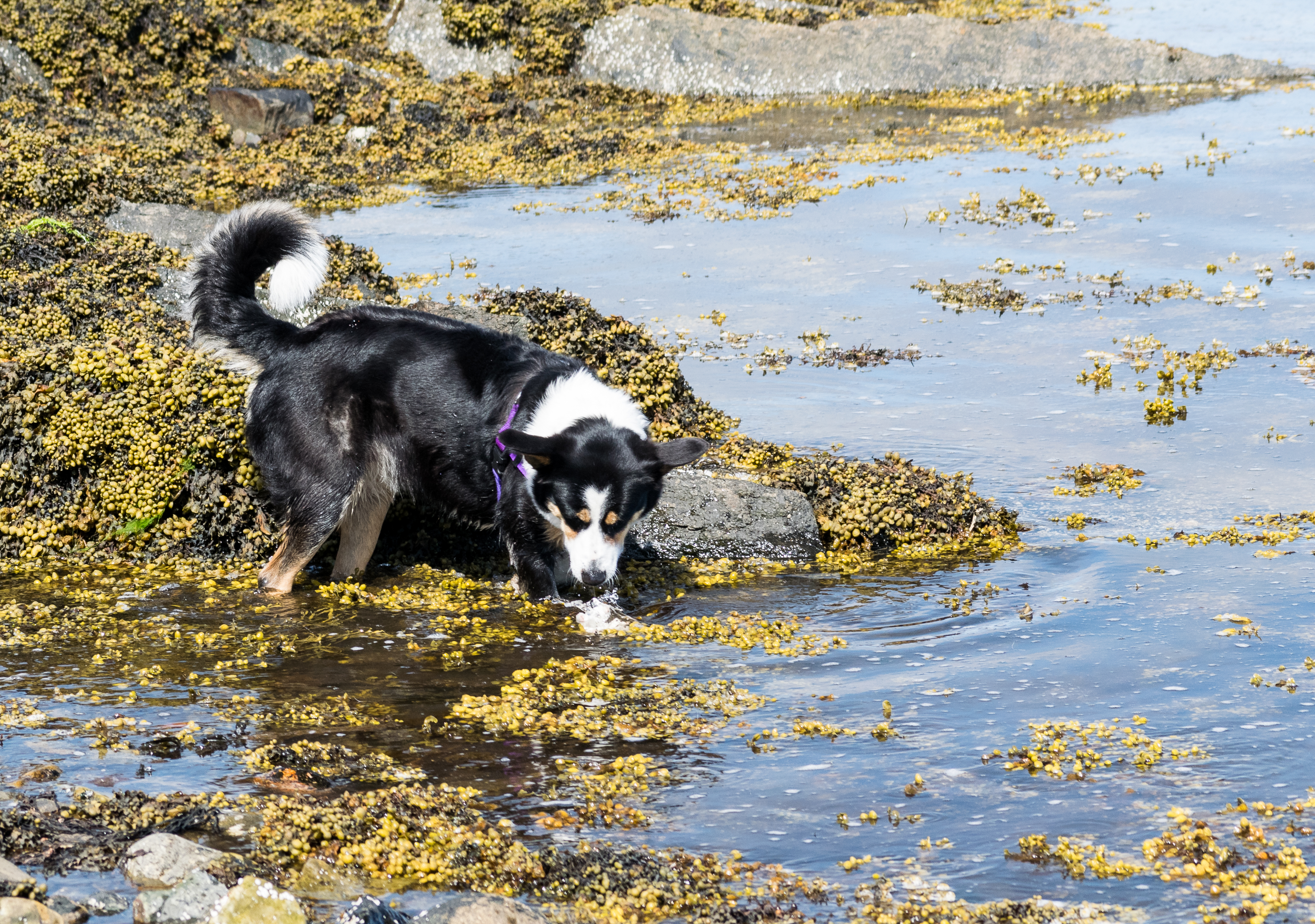 collie searches in open water 