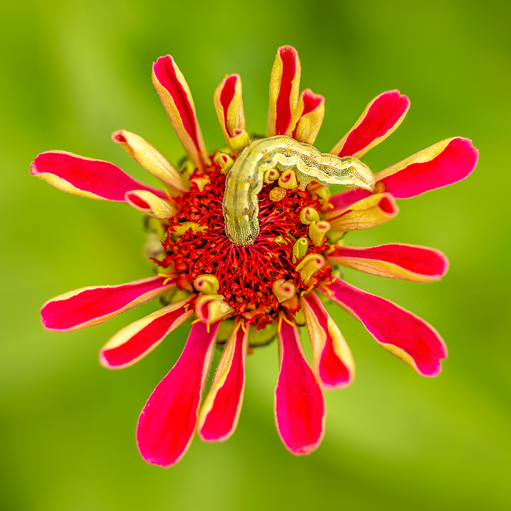 tour and workshop on flower photography in clermont outback queensland