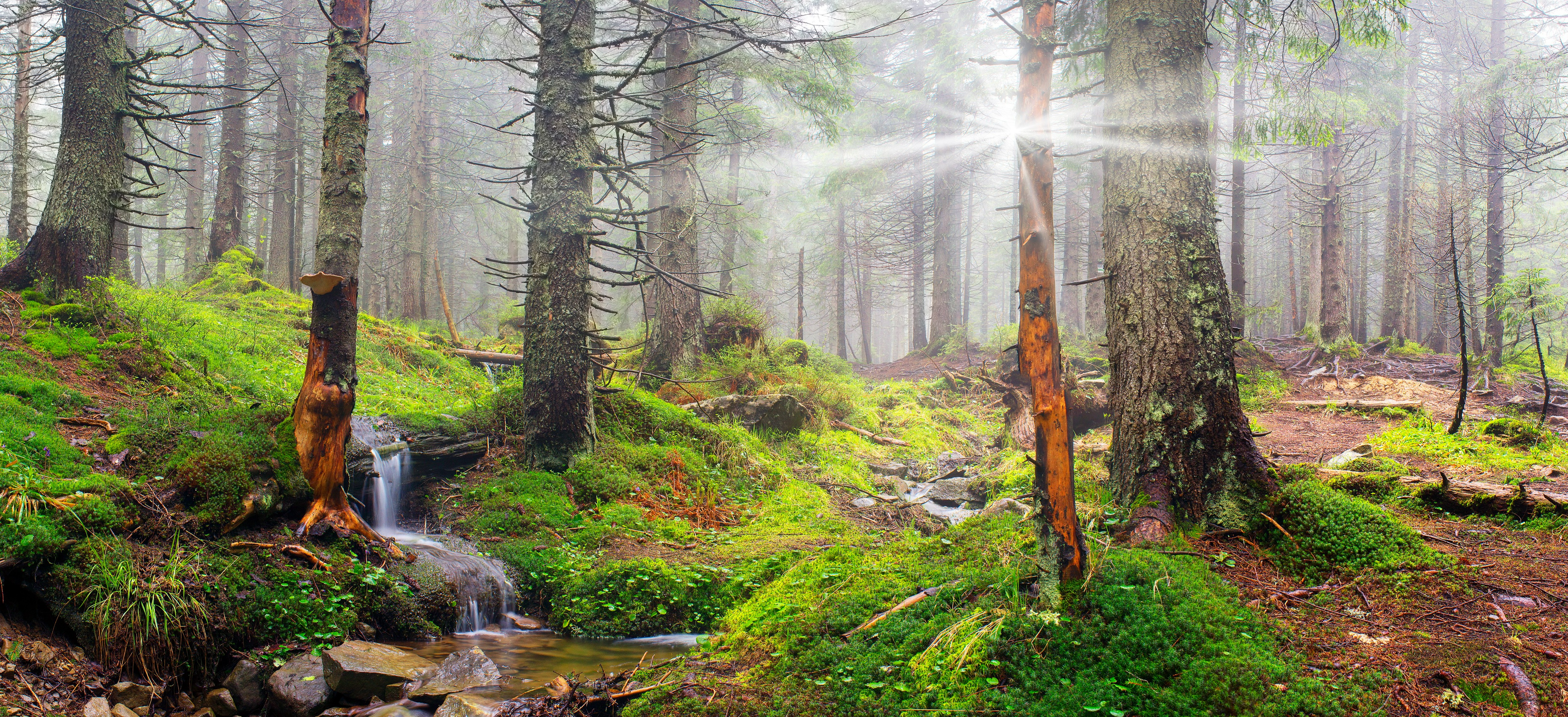 Fairy Glen