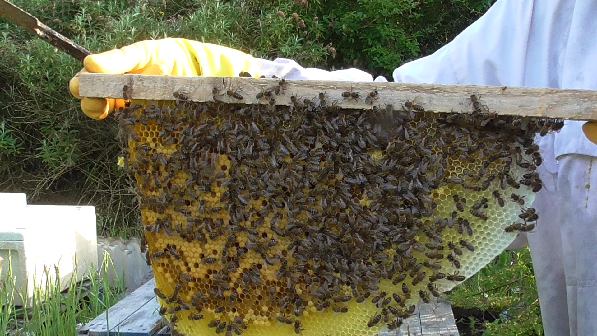 A comb from a top bar hive