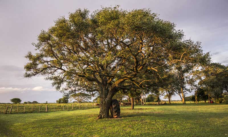 image of tree