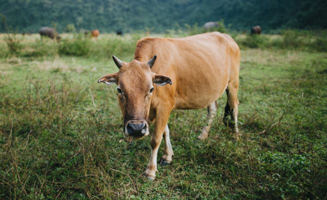 Lumpy skin disease in dairy farms advisory