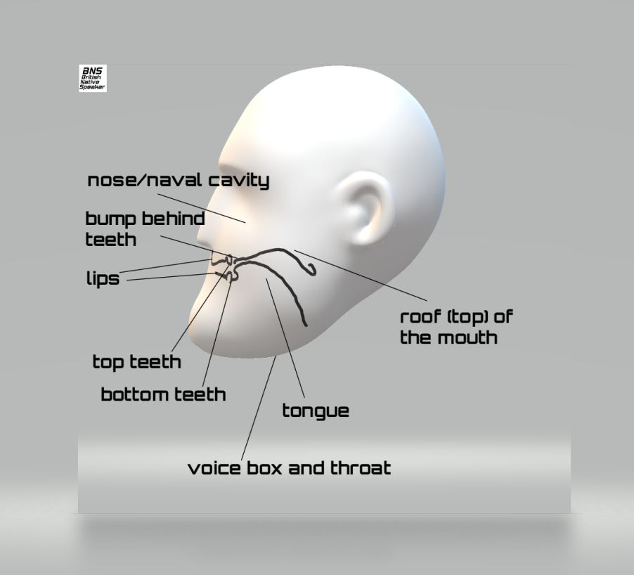 British Native Speaker Profile Head, Face and Mouth Diagram